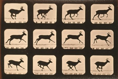 Image Sequence of a Deer Running, 